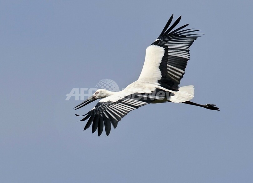 4人目は絶対に娘が欲しい 豪夫婦が体外受精求めて提訴 写真1枚 国際ニュース afpbb news