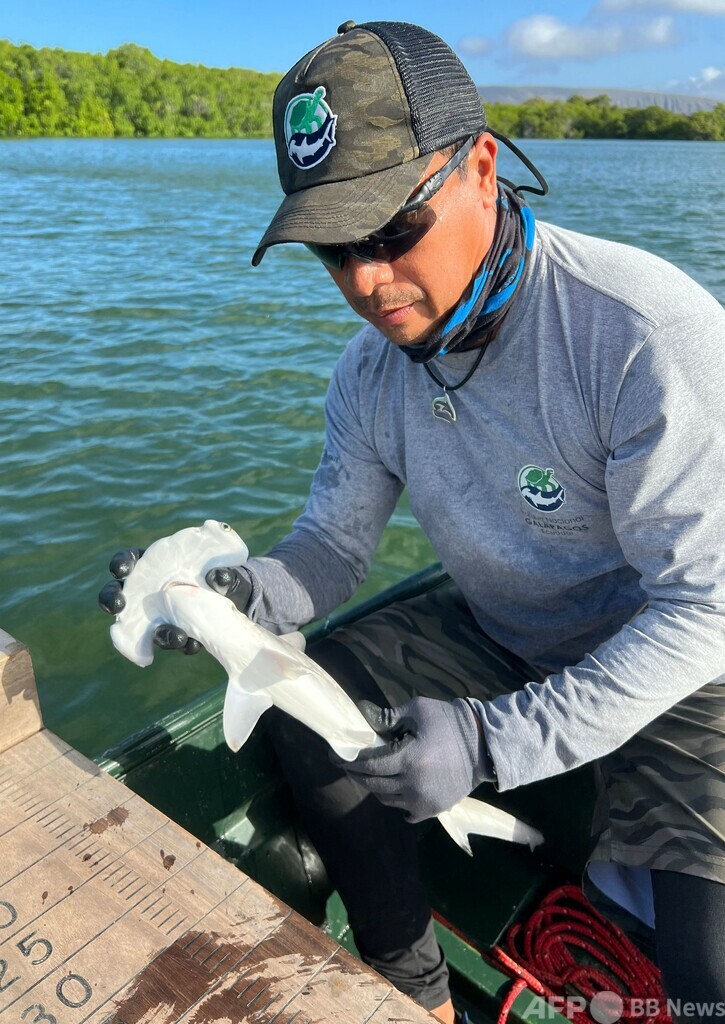 アカシュモクザメの新たな「保育所」発見 ガラパゴス国立公園