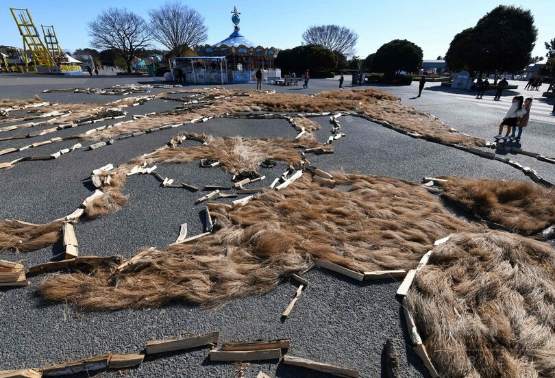 戌年祝う柴犬親子、巨大地上絵を展示中 ひたち海浜公園
