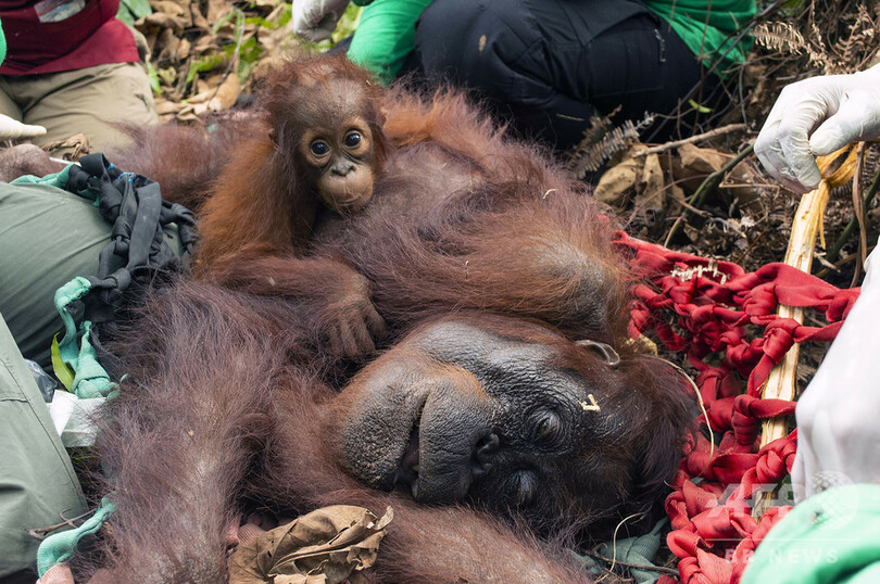 森林火災で救出されたオランウータン母子、森に帰る インドネシア
