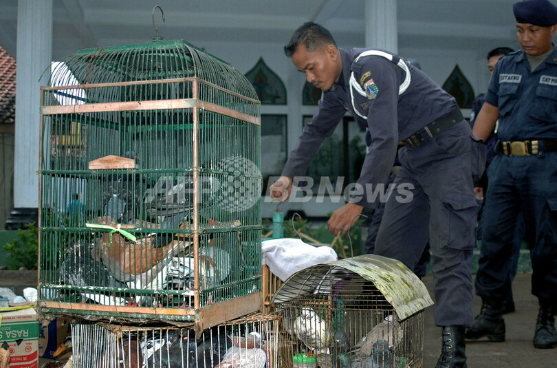 ＜鳥インフルエンザ＞家禽飼育の全面禁止措置、ジャカルタで施行 - インドネシア