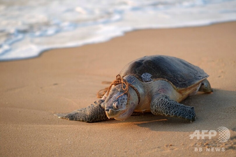ヒメウミガメ死骸、首にロープ巻き付いた状態で発見 インド南部
