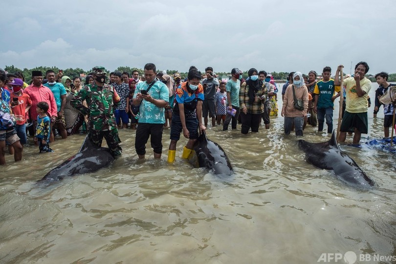 インドネシアの浜辺にクジラ多数漂着 3頭救出、46頭死ぬ