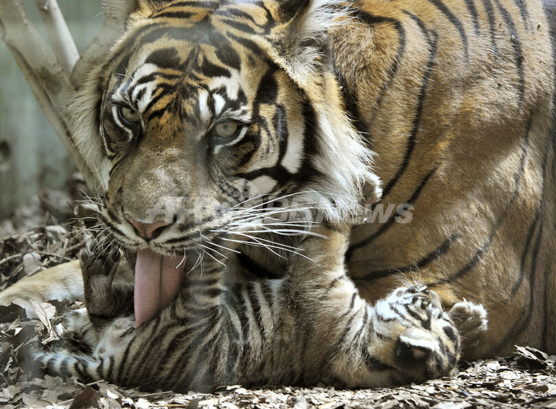 トラの母子が毛づくろい、ドイツ動物園