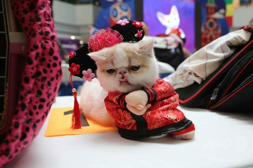 もふもふのキャットウオーク 瀋陽