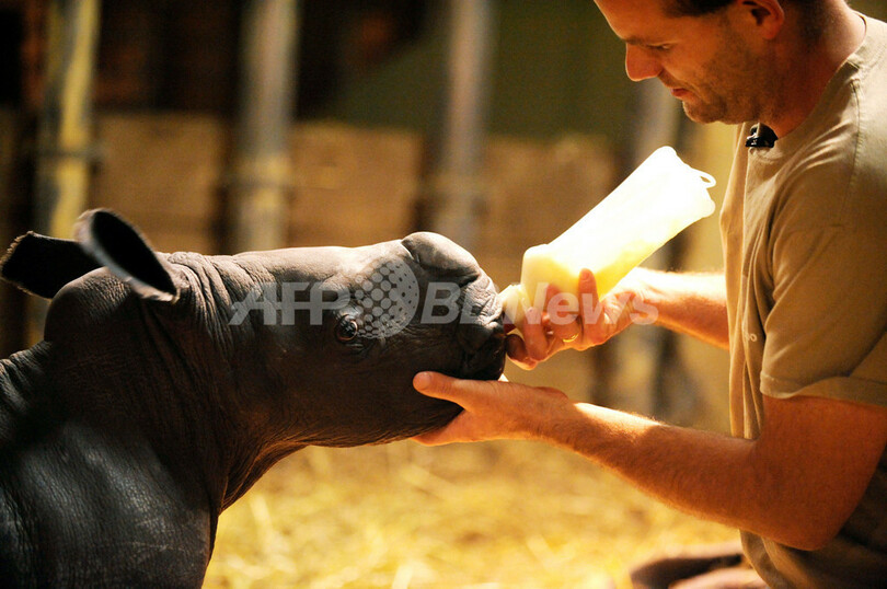 育児放棄されたサイの赤ちゃん、ドイツ