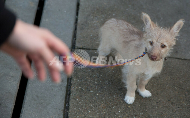 クリスマスなのに…ペット16匹捨てられる、独