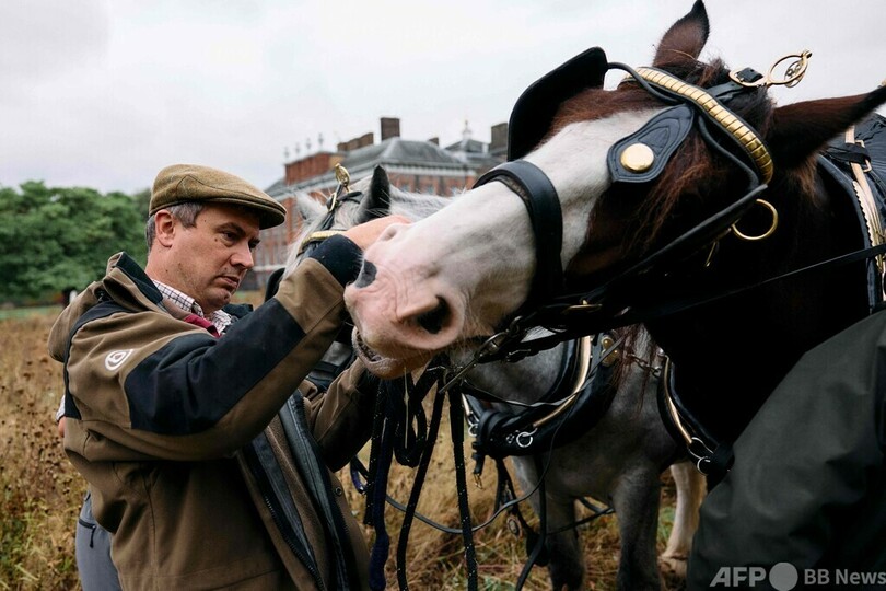 英ケンジントン宮殿の草刈りは馬にお任せ 持続可能な伝統手法