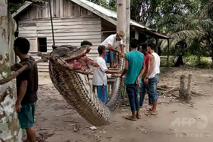 男性襲った巨大ニシキヘビ、住民たちに食べられる インドネシア