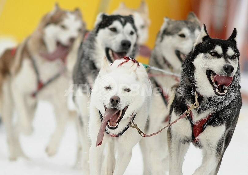 そり犬100頭殺害で特別捜査班設置 カナダbc州 写真1枚 国際ニュース Afpbb News そり犬100頭殺害で特別捜査班設置 カナダbc州 写真1枚 国際ニュース Afpbb News