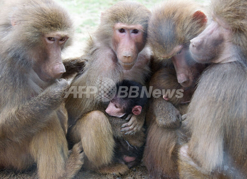 すくすく育て マントヒヒの赤ちゃん ドイツ 写真1枚 国際ニュース Afpbb News すくすく育て マントヒヒの赤ちゃん ドイツ 写真1枚 国際ニュース Afpbb News
