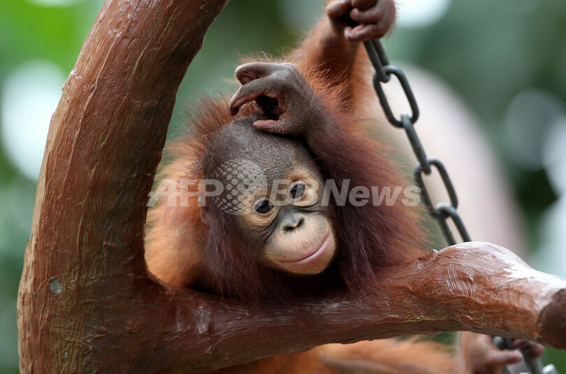 少しだけ大きくなった「流し目」のチャンギ
