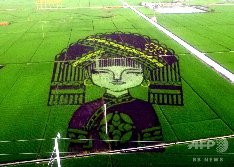 高速鉄道の沿線に田んぼアート 中国・広西