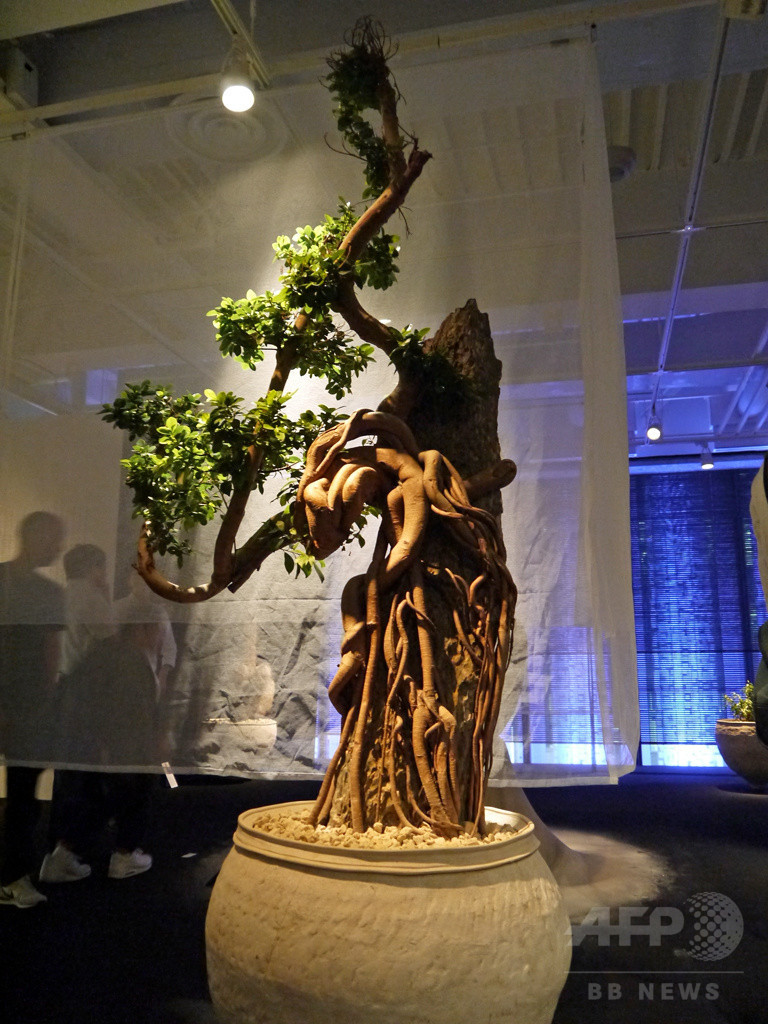 「ウルトラ植物博覧会」が銀座にカムバック