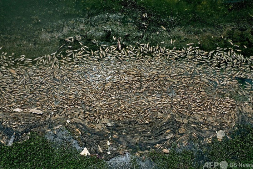 汚染貯水湖で魚大量死 数十トン分打ち上げられる レバノン