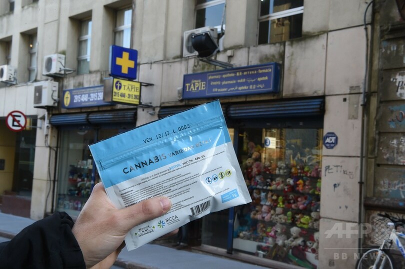 ウルグアイ、嗜好用大麻の薬局販売を解禁