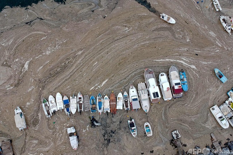 トルコで「海の鼻水」大量発生 住民に不安広がる