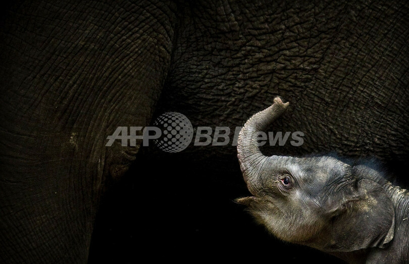 ゾウの赤ちゃん誕生、ママに寄り添いお散歩デビュー オランダ