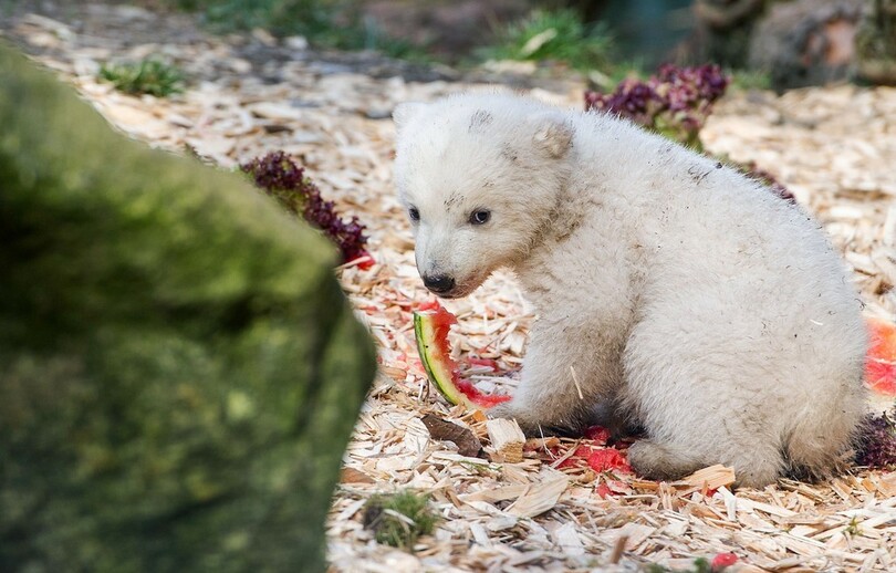 ホッキョクグマの双子の赤ちゃん公開中、独ミュンヘンの動物園