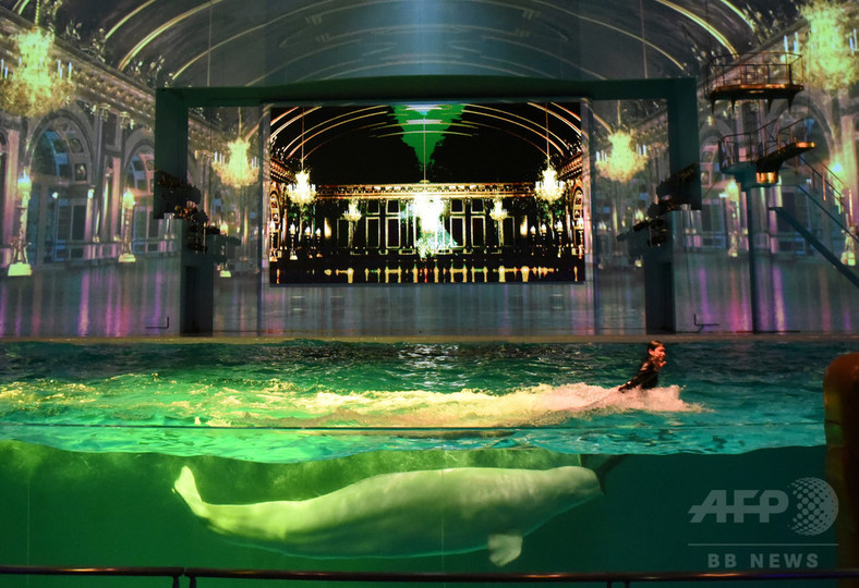 イルミネーション輝く夜の水族館 華麗にイルカ舞う 神奈川 写真16枚 国際ニュース Afpbb News イルミネーション輝く夜の水族館 華麗にイルカ舞う 神奈川 写真16枚 国際ニュース Afpbb News