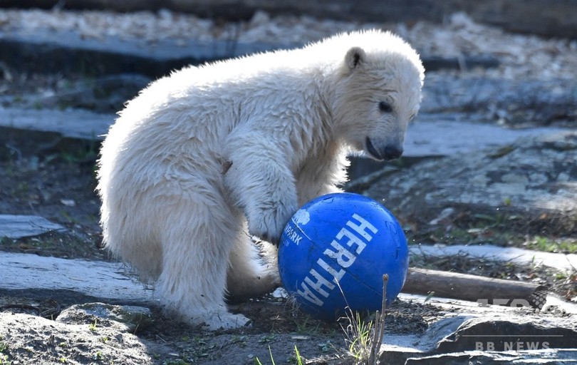 ドリブルもお手の物 ホッキョクグマの赤ちゃん 地元サッカークラブにちなみ命名 写真30枚 国際ニュース Afpbb News ドリブルもお手の物 ホッキョクグマの赤ちゃん 地元サッカークラブにちなみ命名 写真30枚 国際ニュース Afpbb News