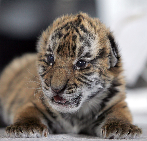 写真特集 6亜種のみの残存が確認された絶滅危機のトラ 写真13枚 国際ニュース Afpbb News