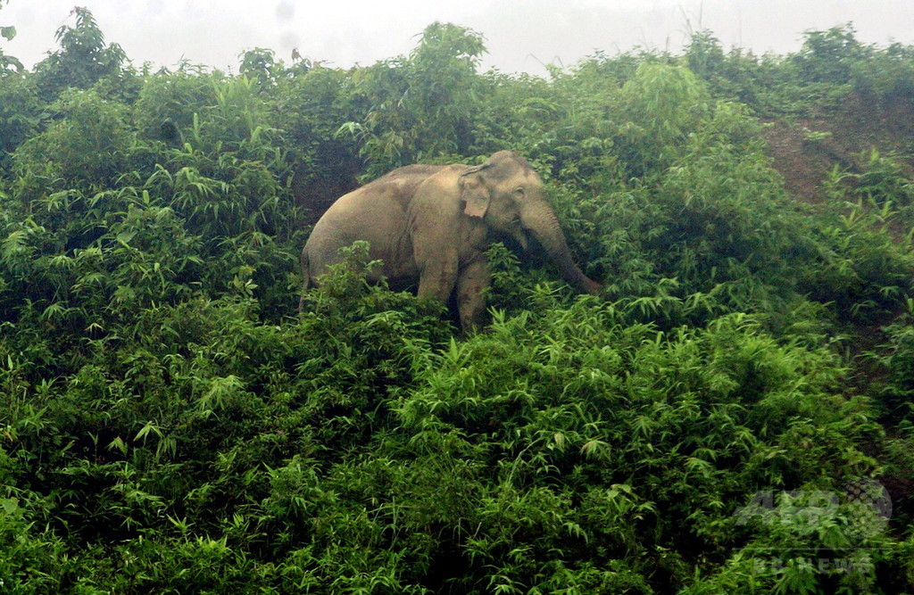ロヒンギャ難民キャンプにゾウ乱入、子供と男性を踏み殺す ロヒンギャ難民キャンプにゾウ乱入、子供と男性を踏み殺す