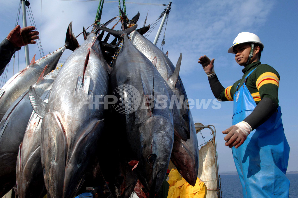 環境保護団体 Iccatのクロマグロ漁獲枠を非難 写真1枚 国際ニュース Afpbb News