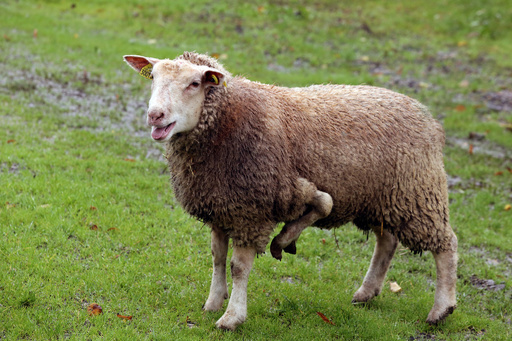 ひつじ 錫 置物 干支 ひつじ（未） 黒漆加工 [No.186A-8]｜薩摩錫器工芸館