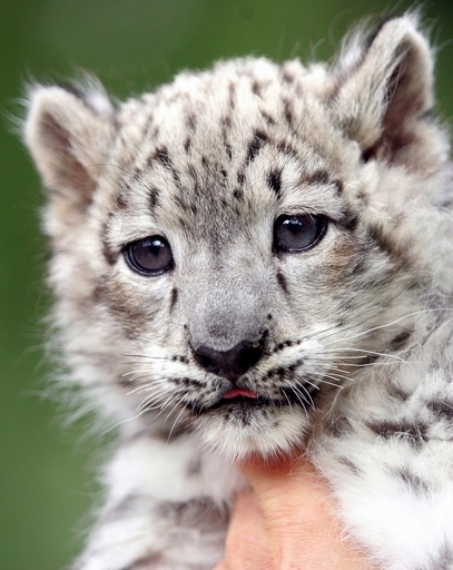 ユキヒョウの赤ちゃん、おりの中を探検 写真5枚 国際ニュース：AFPBB News