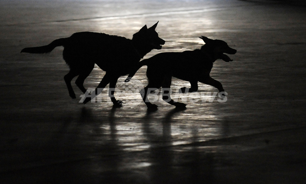 飼い犬の養育権めぐる裁判に判決、フランス 飼い犬の養育権めぐる裁判に判決、フランス