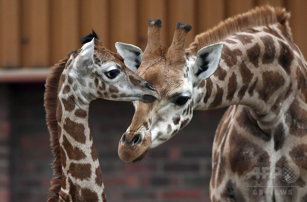 英動物園 4年間で約500匹死ぬ 飼育スペース不足で安楽死も 写真1枚 国際ニュース Afpbb News