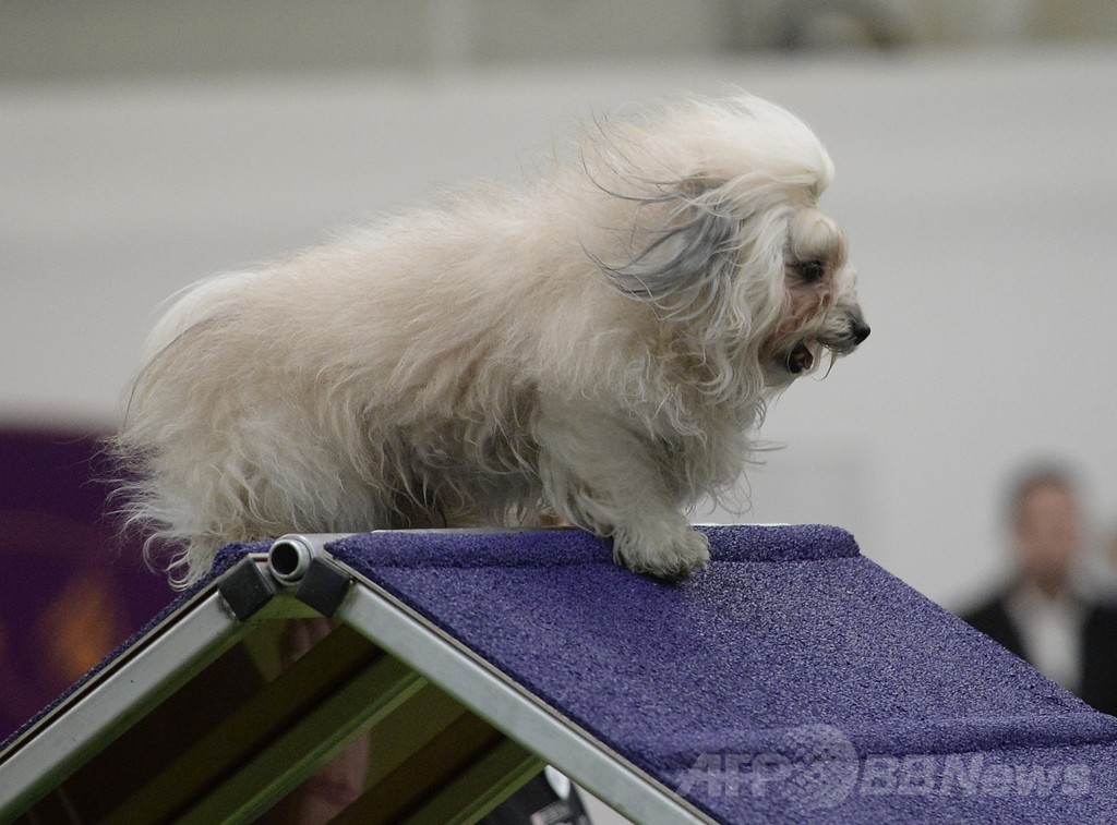 犬の機敏さ競う「アジリティ」選手権、NYで開催