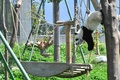 ロープで遊ぶパンダ（2019年4月23日撮影）。(c)CNS/安源