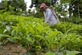 スリランカ・ラトゥナプラの茶園（2021年7月31日撮影）。(c)Ishara S. KODIKARA / AFP