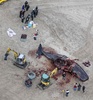 オランダ・テセル島の海岸に打ち上げられたマッコウクジラ（2016年1月14日撮影）。(c)AFP/ANP
