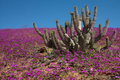 世界で最も乾燥した砂漠と言われる南米チリのアタカマ（Atacama）砂漠はことし、例年になく多い50ミリの降雨を記録。同砂漠内にあるジャノス・デ・チャジェ（Llanos de Challe）国立公園では、200種もの希少な固有植物が一斉に花を咲かせ、一面が花のじゅうたんとなっている。このうち14種は、絶滅の危惧にひんした植物だ。

写真は、ジャノス・デ・チャジェ国立公園内に咲き誇る花々（2011年11月5日撮影）。(c)AFP/ANTOINE LASSAGNE