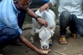 バングラデシュ・チャリグラムの農場で飼育されている体高51センチの牛「ラニ」に餌をやる人（2021年7月6日撮影）。(c)Munir Uz zaman / AFP