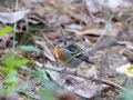四川省自貢市栄県の高石梯森林公園で撮影したミスジマシコ（2021年11月7日撮影）。(c)Xinhua News