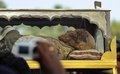 インド・ゴア（Goa）州で、10年に1度の公開のため、インドのキリスト教徒たちに担がれてセ大聖堂（Se Cathedral）に向かうイエズス（Jesuit）会宣教師フランシスコ・ザビエル（Francis Xavier）の遺体を納めたひつぎ（2014年11月22日撮影）。(c)AFP/PUNIT PARANJPE