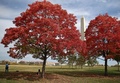 米ワシントンD.C.（Washington D.C.）にある国立公園ナショナル・モール（National Mall）のワシントン記念塔（Washington Monument）の周りで紅葉を楽しむ人びと（2012年10月18日撮影）。(c)AFP/Getty Images/Mark Wilson
