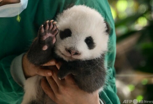 双子のパンダの赤ちゃん、ベルリン動物園で初公開へ 写真15枚 国際