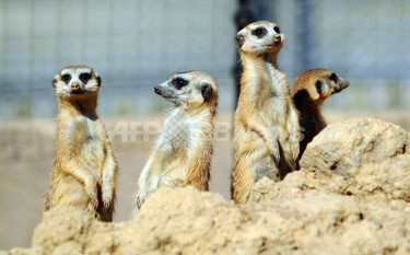 ミーアキャット　4枚 朝の日なたぼっこを楽しむミーアキャット、南アフリカ 写真5枚 国際