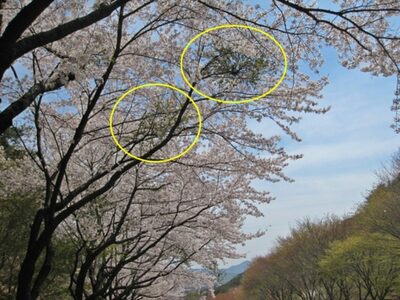 韓国で広がる「桜の木にまばらにしか花が咲かない」現象とは