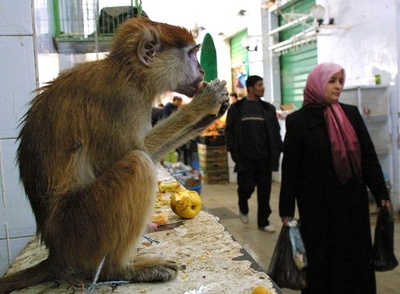 リビア部族間衝突で20人以上死亡、発端はサル？