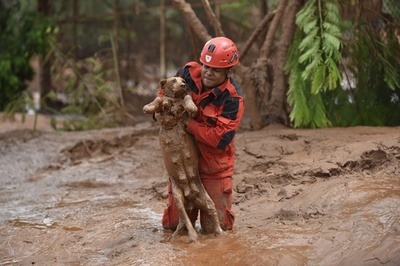 泥に埋まって動けなくなった犬救助、ブラジル鉱山ダム決壊事故