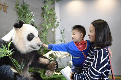 プラスティネーションのジャイアントパンダ標本　成都