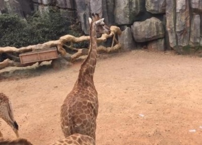 太っ腹!? キリン舎に大量の現金まかれる 雲南の野生動物園