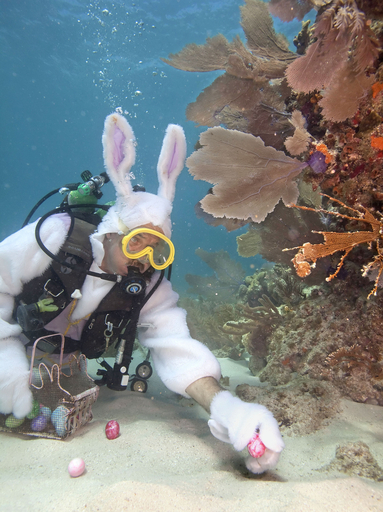 もうすぐ復活祭！ウサギ姿の米ダイバー