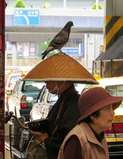 ハトも托鉢をお手伝い？都内